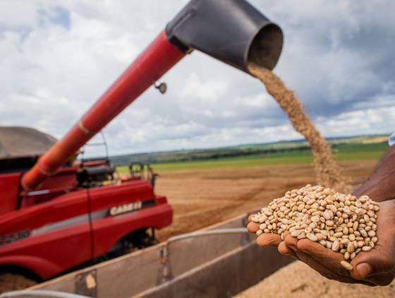Aumento da temperatura vai afetar a produção de feijão no Brasil