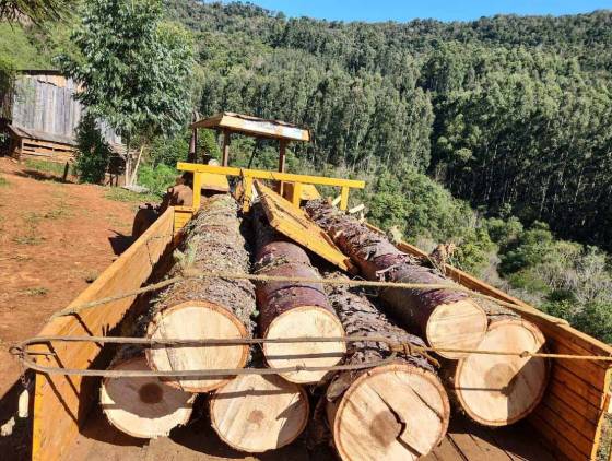 Operação contra desmatamento fecha depósito e gera multas de R$ 4,1 milhões na região Sul