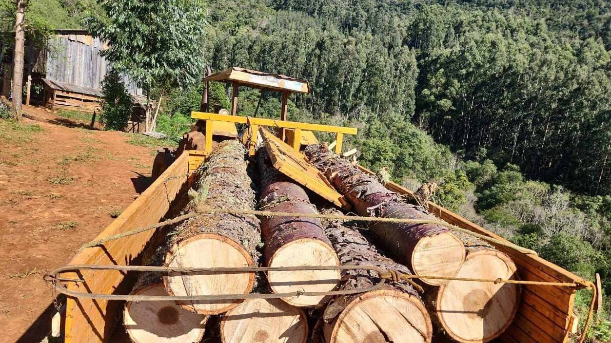 Operação contra desmatamento fecha depósito e gera multas de R$ 4,1 milhões na região Sul