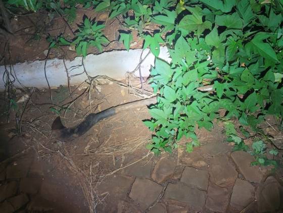 Suspeito de homicídio em Mariópolis é preso em ação conjunta da ROTAM e Polícia Civil em Clevelândia