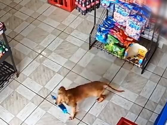 Cão "furta" pacote de salgadinho e vídeo viraliza em Ampére