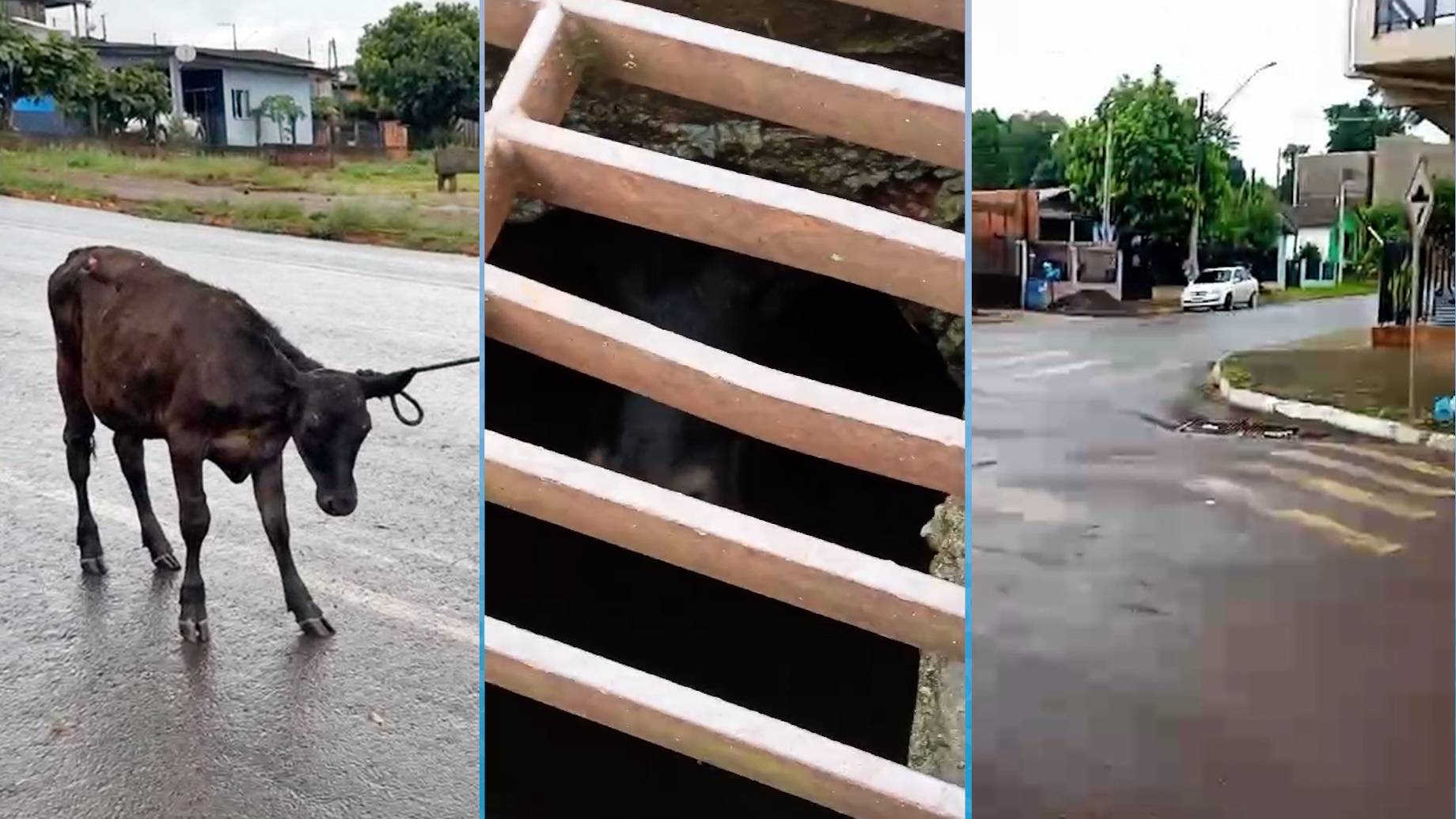 Inusitado: Bezerro é encontrado dentro de galeria pluvial em Ampére