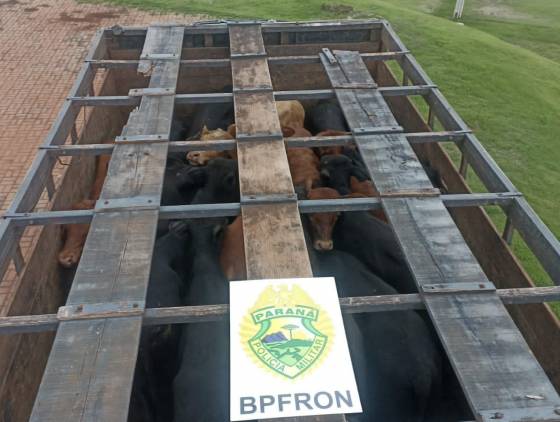 BPFRON apreende bebidas caminhão carregado com bovinos em Santo Antônio do Sudoeste