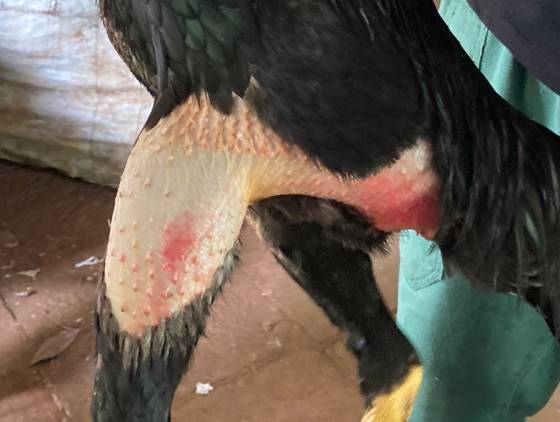 Polícia Militar Ambiental detém homem por maus tratos a animais no sudoeste do Paraná
