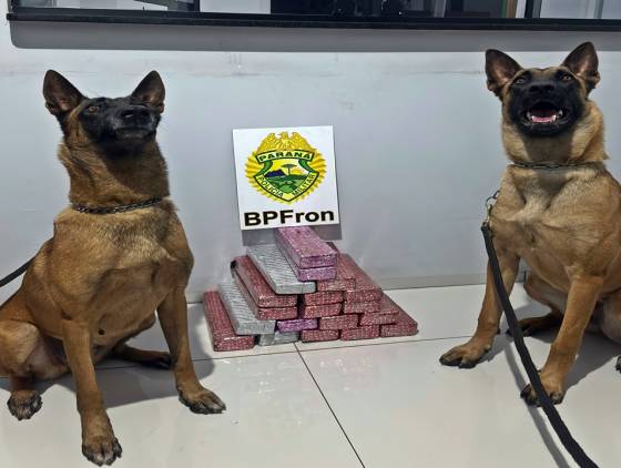 Cães farejadores ajudam BPFRON a apreender 15 kg de maconha em ônibus na região de Realeza