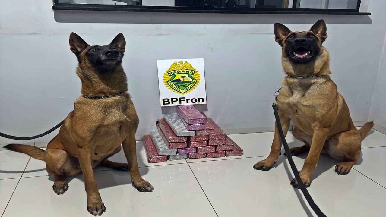 Cães farejadores ajudam BPFRON a apreender 15 kg de maconha em ônibus na região de Realeza
