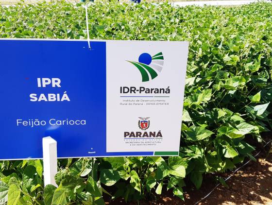 IDR-PR é responsável por duas das cultivares de feijão mais comercializadas no Brasil