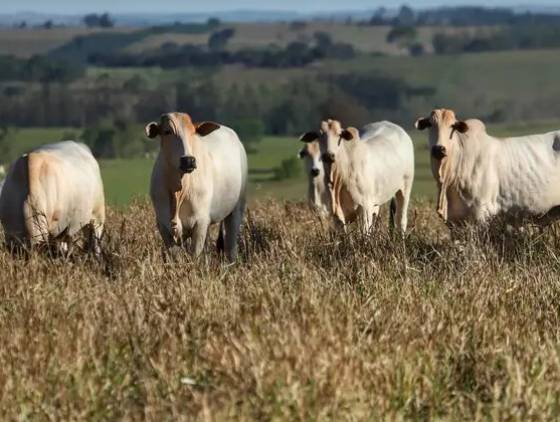 Valor Bruto de Produção Agropecuária (VBP) de Pinhal de São Bento cresce 5.6%
