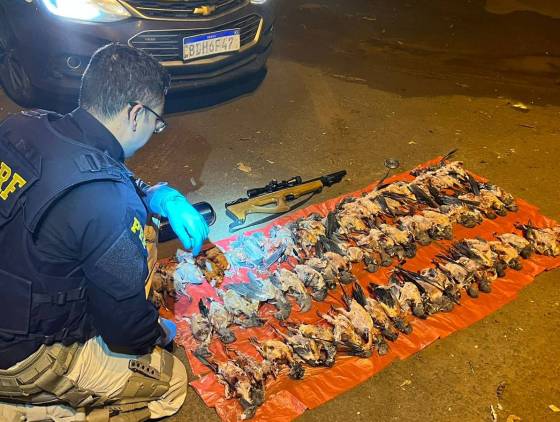 Polícia Rodoviária Federal apreende 66 aves silvestres mortas e armas com caçador em Planalto