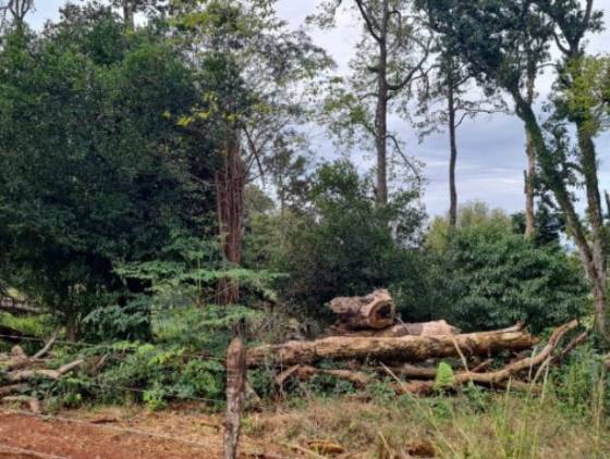 Operação do IAT contra o desmatamento no Sudoeste gera mais de R$ 2,7 milhões em multas